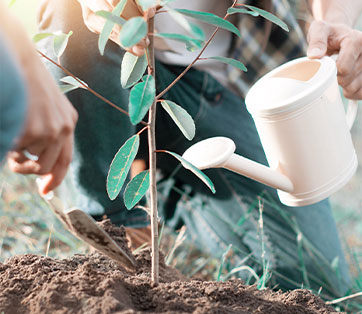 A photo of a watering can and a young tree